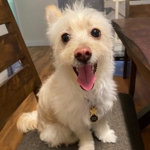 Meet your Posher, Grace